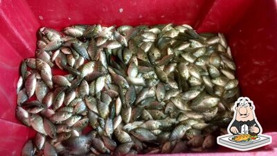 Recanto da Tilápia oferece uma infinidade de refeições de peixe
