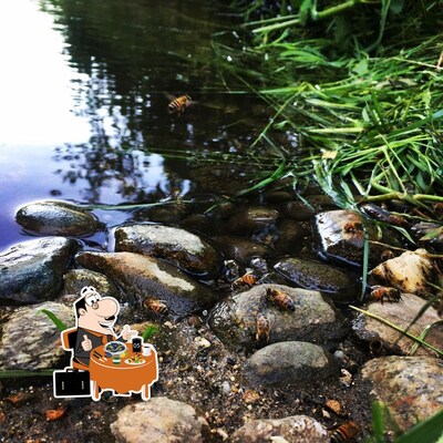 photo de Le Rucher de l'Ourson