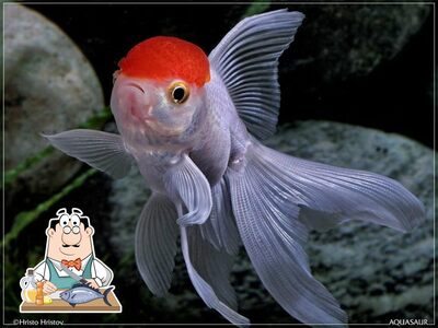 Há uma infinidade de refeições de peixe