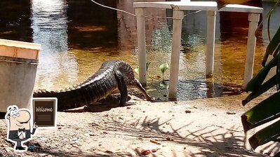 Maria do Jacaré foto