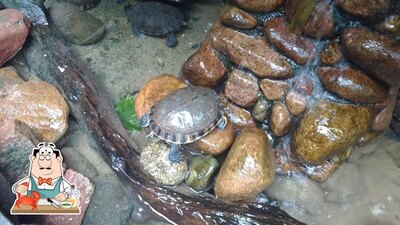 Desfrute os sabores do mar no Restaurante e Lanchonete Roda d'Água