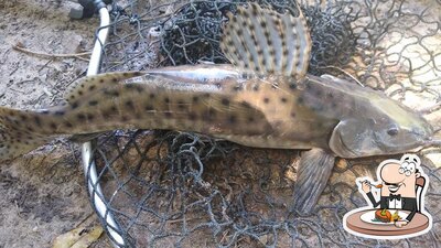 Pesqueiro agamenon p serve um menu para amantes de pratos de peixe