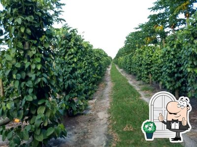 Você pode espairecer no na área externa do Viveiro Bioclone
