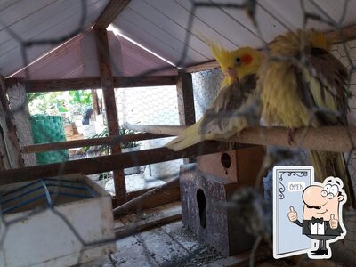 Pesqueiro do Tonhão foto