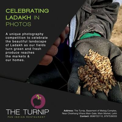 Check out the information about The Turnip