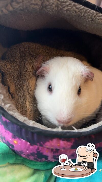 Guinea Pig Cafe Milwaukee Wi photo