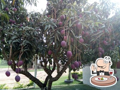 Platos en Fazenda angelo Roner uliana cedro
