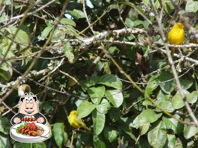 Comida em Parada da Serra