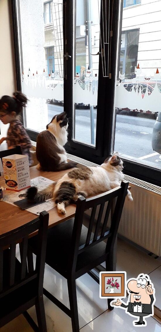 Cat Cafe, Budapest, Révay u. 3 Restaurant reviews