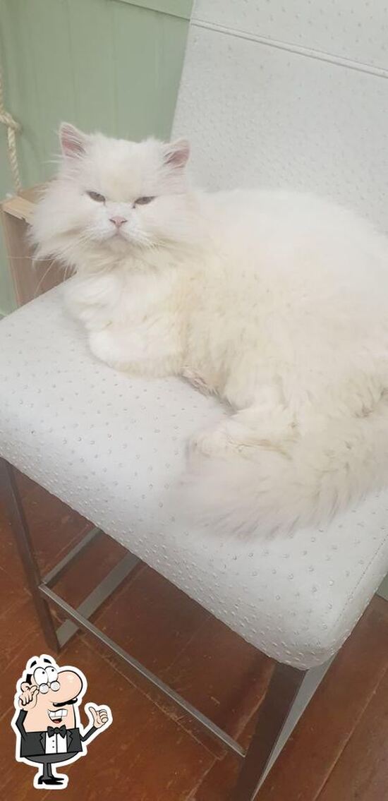 Menu at Bedford Cat Café cafe, Bedford